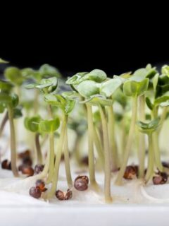 How to grow Choy sum from seeds