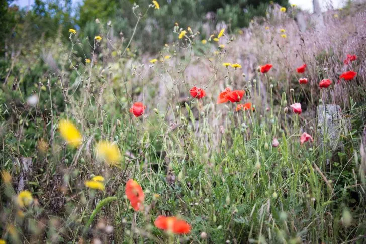How to kill weeds in flower beds