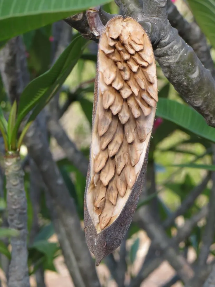 Plumeria seeds, Koko Crater Botanical Garden, Honolulu, June 2015

