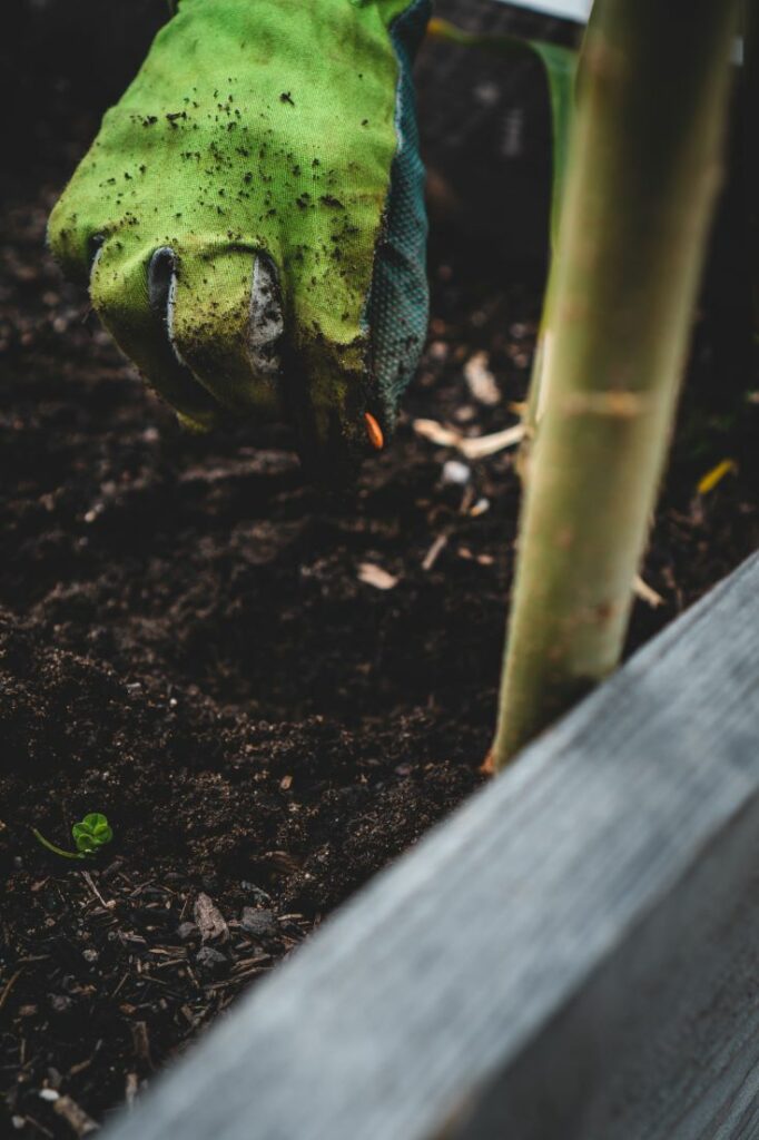 How to plant Plumeria seeds