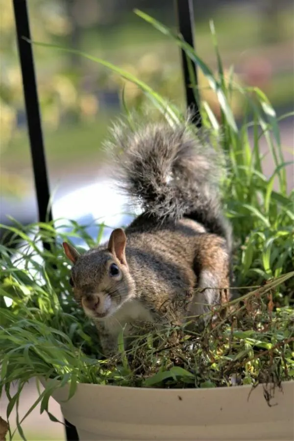 Squirrel in a plant pot with grass What Is Digging up My Potted Plants at Night 