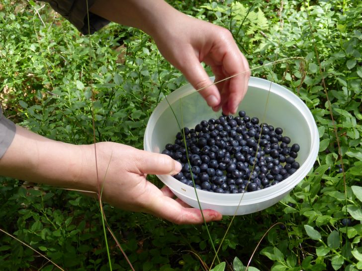 When Are Blueberries Ready for Picking