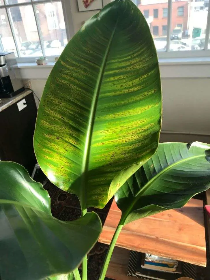 Why Are My Bird of Paradise Leaves Turning Yellow