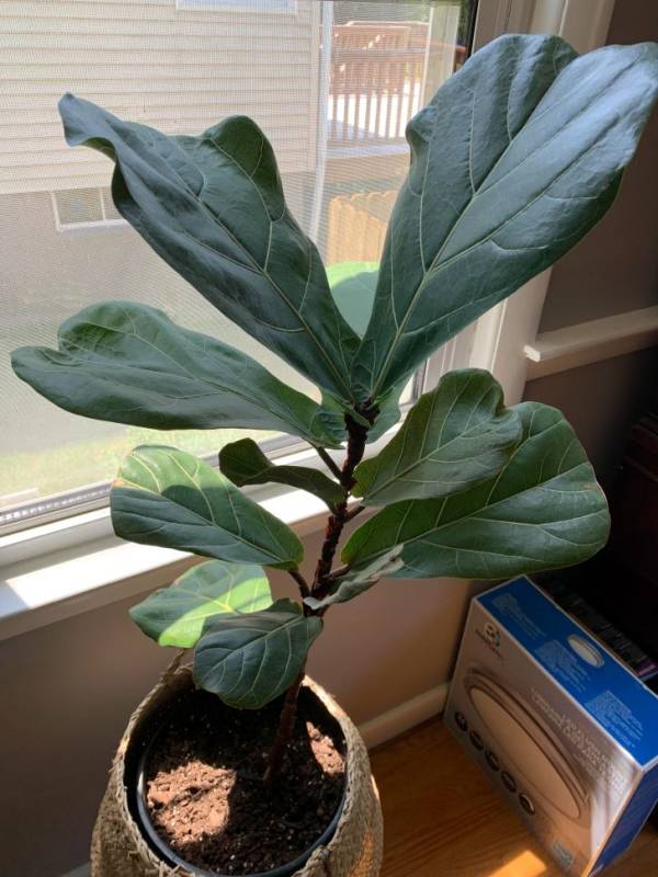 Why Is My Fiddle Leaf Fig Not Growing New Leaves