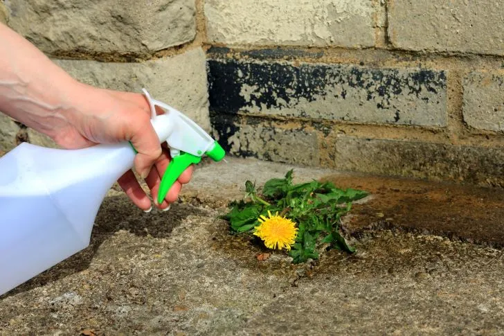 Can bleach kill weeds? A Spray Bottle Full Of Weed Killer Being Used To Eliminate A Dandelion Weed Growing In A Garden Courtyard.
