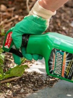 How Long for Weed Killer to Work