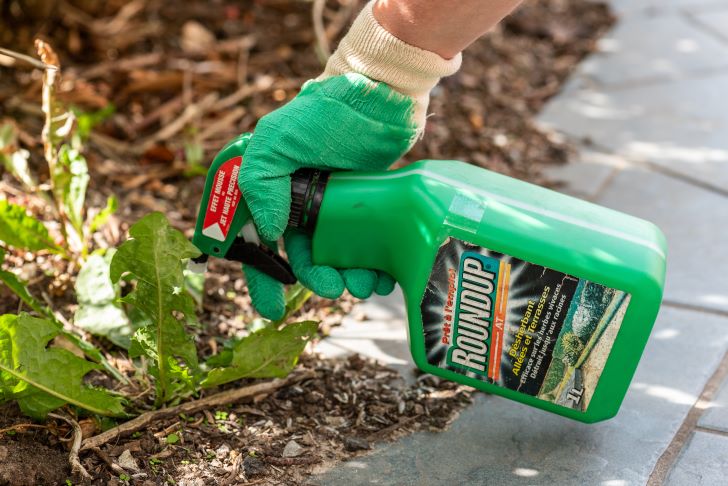 How Long for Weed Killer to Work - Gardener using Roundup herbicide in a french garden.