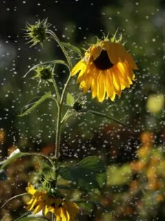 How Much Water Do Sunflowers Need