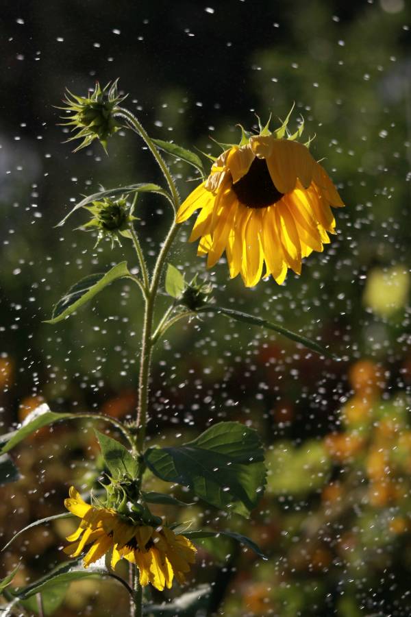 How Much Water Do Sunflowers Need
