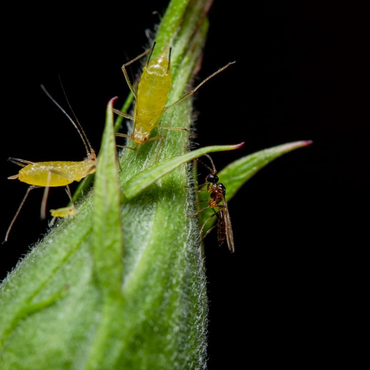 How to Get Rid of Aphids on Crepe Myrtles - Parasitic Wasp With Aphids on a Rose bud