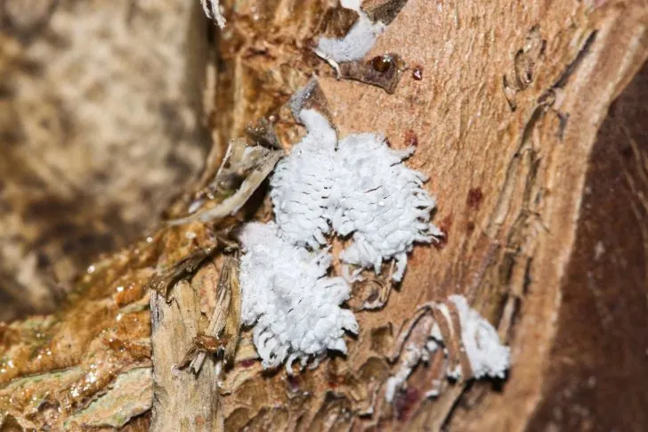 How to Get Rid of Aphids on Crepe Myrtles - Woolly Aphids (Eriosomatinae) gathered on a Crepe Myrtle tree