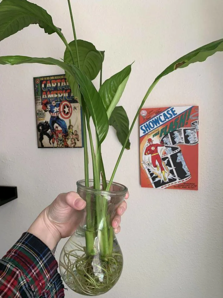 How to Propagate Peace Lily