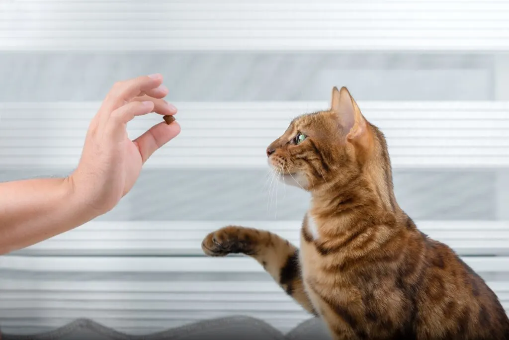 Training Thoroughbred Cat Treat Room