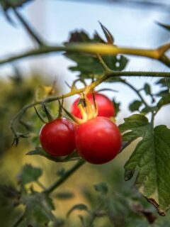 When to Plant Tomatoes in Texas 1