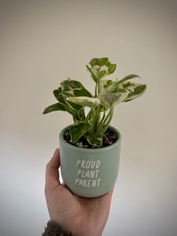 Why is my Pothos wilting? Pothos are fast-growing plants, so if they remain in a small pot for a long time, they’ll get root-bound