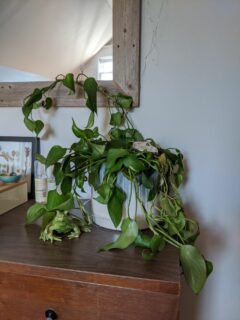 Why Is My Pothos Wilting