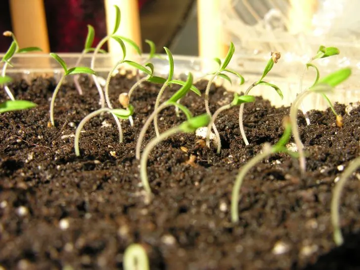 Why are my tomato seedlings leggy? Evenly spacing out your seedlings can help you solve the case