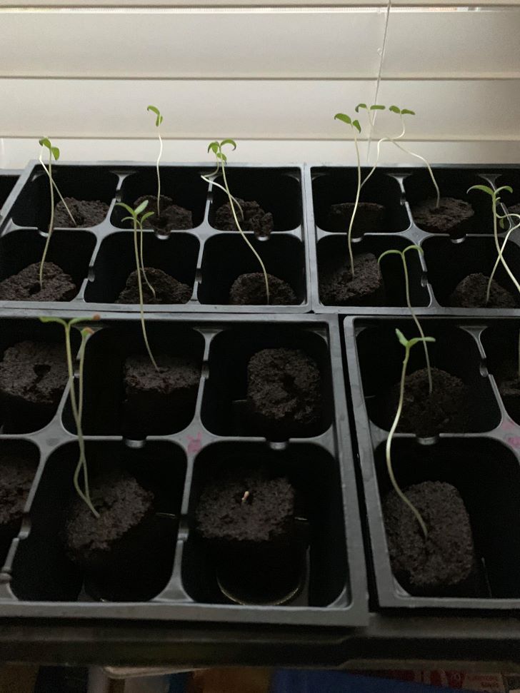 Why are my tomato seedlings leggy
