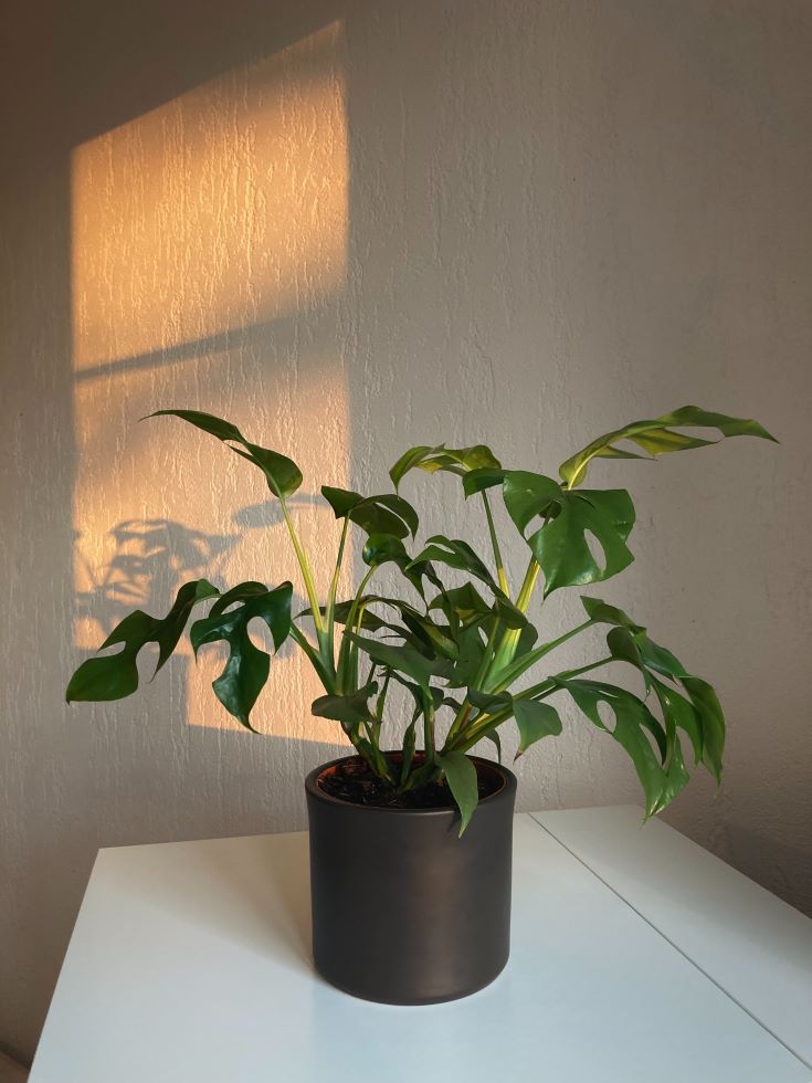 Placing your Monstera near a window will help it get enough sunlight