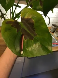 Why is my new Monstera leaf turning black