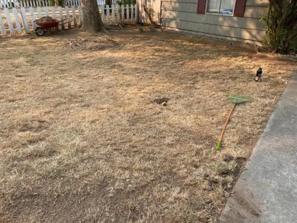 Will Ammonia Kill Grass