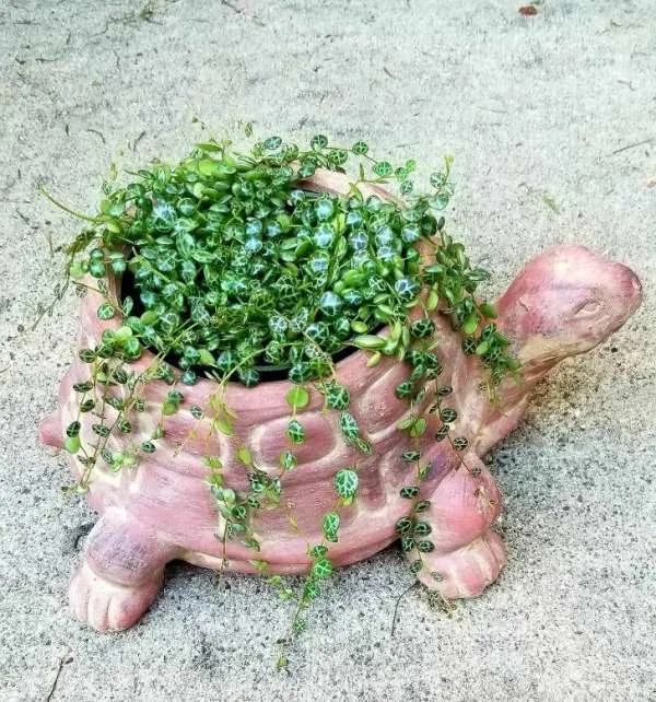 Are String of Turtles Toxic to Cats compress