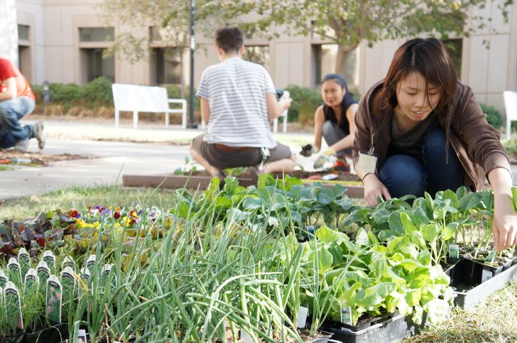 Edible Landscaping Interns plant veggies at the Salad Bowl Garden