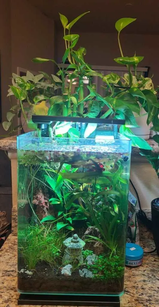 How To Hang Pothos In Aquarium 