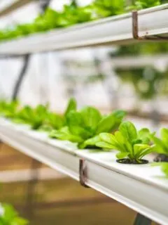 Hydroponic Farming on a Small Scale