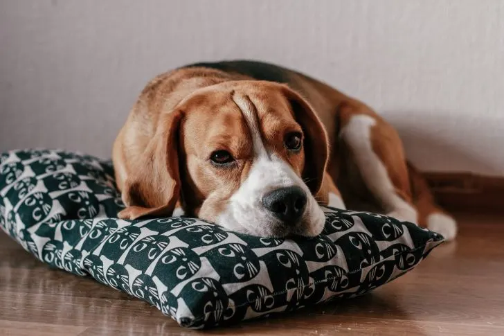 s potting soil harmful to dogs? | If you let your dog feel bored, he will find ways to entertain himself