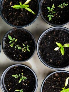 Plants sprouting—indoor plants for city gardeners