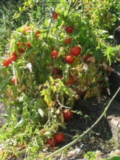 When to Plant Tomatoes in Missouri