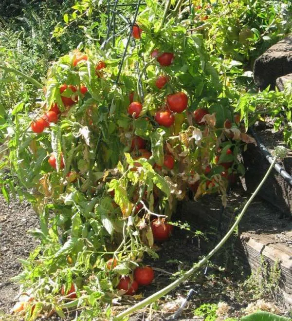 When to Plant Tomatoes in Missouri