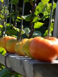 When to Plant Tomatoes in PA