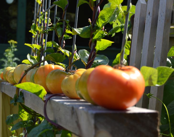 When to plant tomatoes in PA