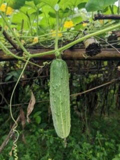 When to plant cucumbers in Florida 1