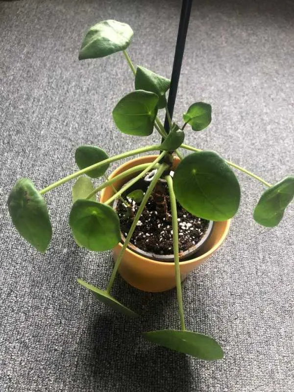 Why is my Money plant leggy