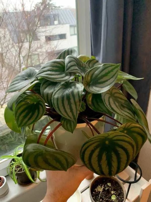 Why is my Watermelon Peperomia drooping