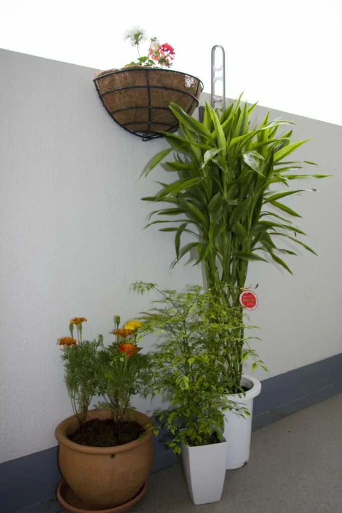 Can bamboo grow in Colorado?