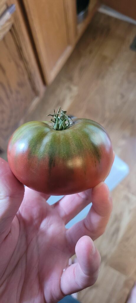 Nothing too special; I just think my Cherokee Purple tomato is pretty