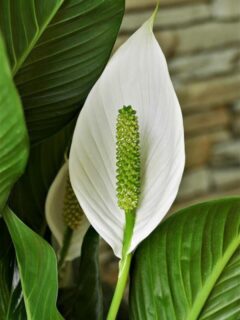 How Long Do Peace Lily Flowers Last