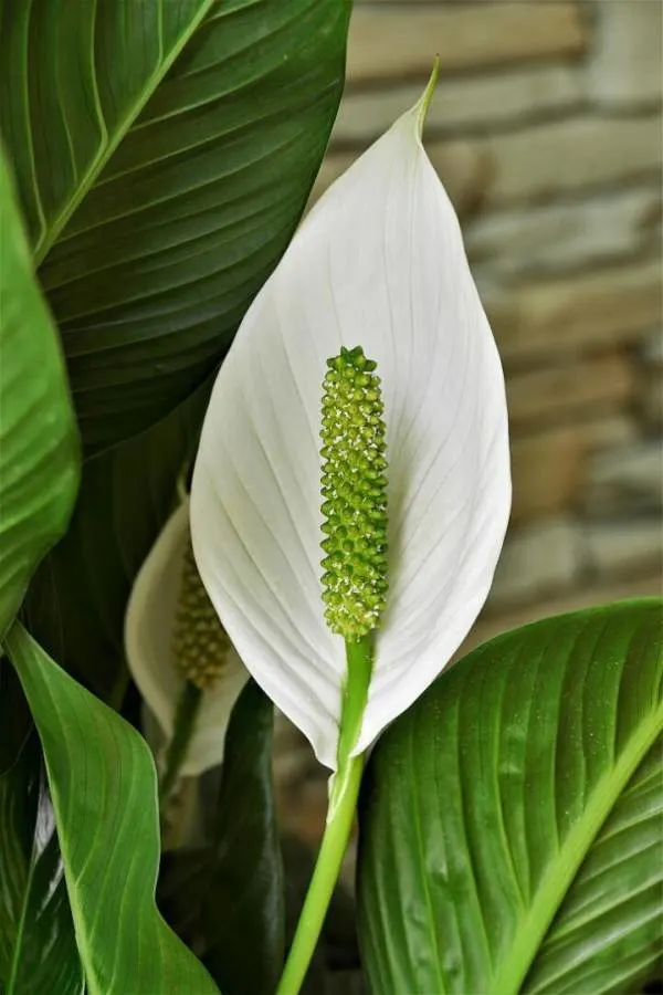 How Long Do Peace Lily Flowers Last