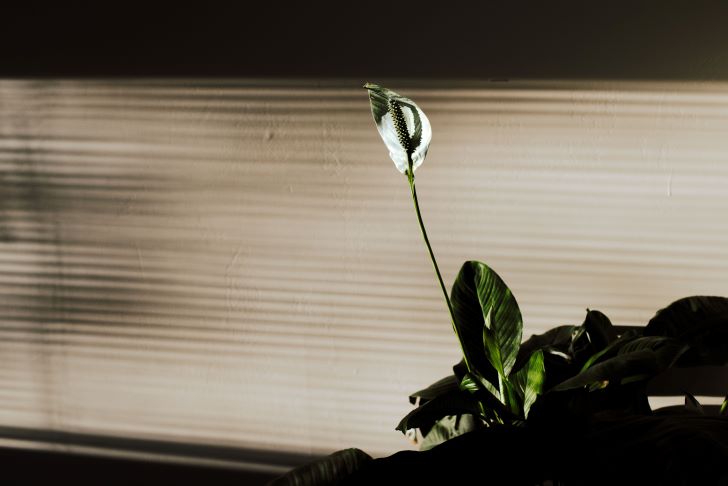 Peace lily near white window curtain