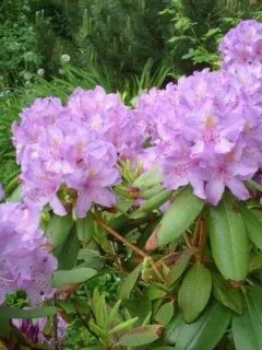 How Long Do Rhododendrons Live