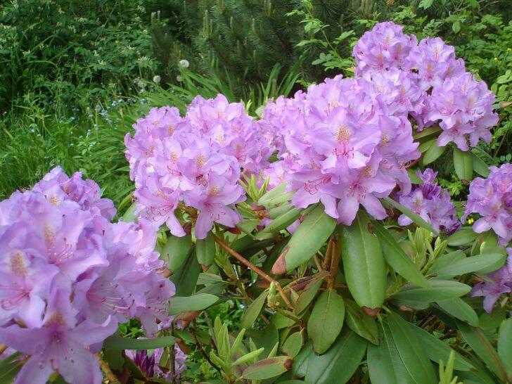 How Long Do Rhododendrons Live