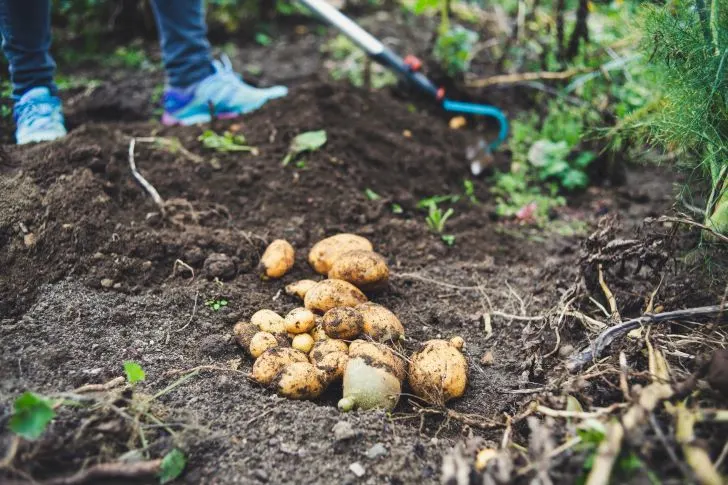 When to plant potatoes in NC - Potatoes breeding upbringing and harvest. Self supply & self-sufficiency.