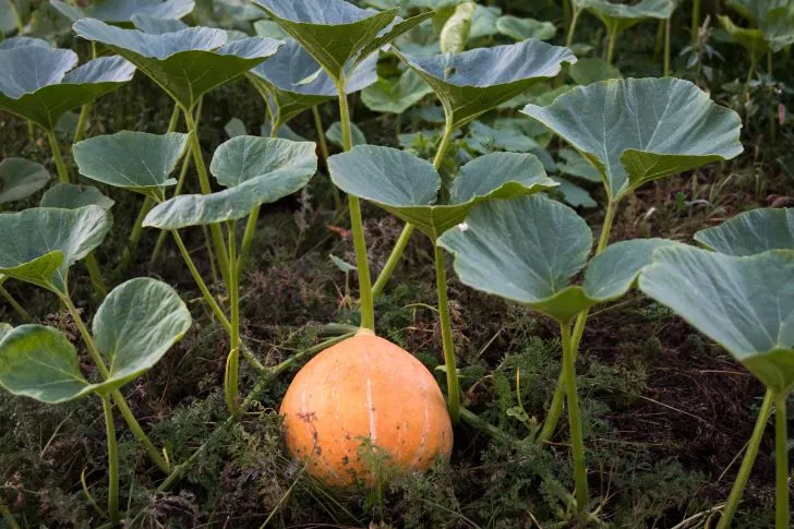When to plant pumpkins in Kentucky - Pumpkin growing under the leaves of the plant