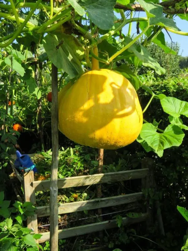 When to Plant Pumpkins in Kentucky