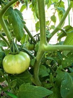 When to Plant Tomatoes in Louisiana