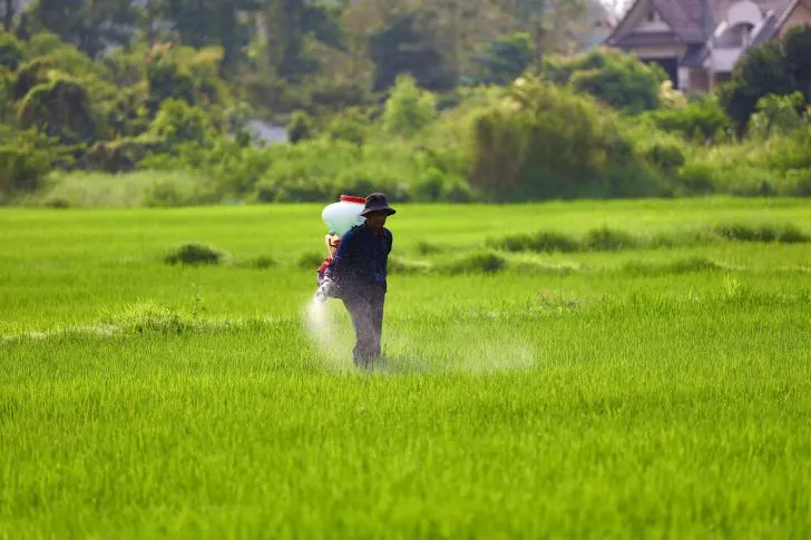 When to water after pre-emergent